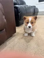 Daisy, a female Pembroke Welsh Corgi for sale in Nappanee, IN – Photo 1 of 7