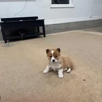 Daisy, a female Pembroke Welsh Corgi for sale in Nappanee, IN – Photo 6 of 7