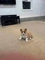 Daisy, a female Pembroke Welsh Corgi for sale in Nappanee, IN – Photo 6 of 7