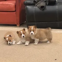 Daisy, a female Pembroke Welsh Corgi for sale in Nappanee, IN – Photo 2 of 7
