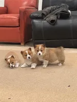 Daisy, a female Pembroke Welsh Corgi for sale in Nappanee, IN – Photo 2 of 7
