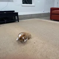 Daisy, a female Pembroke Welsh Corgi for sale in Nappanee, IN – Photo 7 of 7