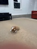 Daisy, a female Pembroke Welsh Corgi for sale in Nappanee, IN – Photo 7 of 7