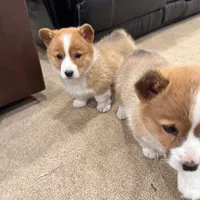 Daisy, a female Pembroke Welsh Corgi for sale in Nappanee, IN – Photo 4 of 7
