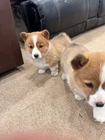 Daisy, a female Pembroke Welsh Corgi for sale in Nappanee, IN – Photo 4 of 7