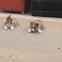 Daisy, a female Pembroke Welsh Corgi for sale in Nappanee, IN – Photo 3 of 7
