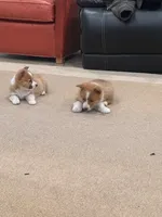 Daisy, a female Pembroke Welsh Corgi for sale in Nappanee, IN – Photo 3 of 7