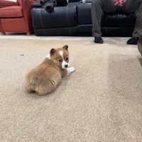 Daisy, a female Pembroke Welsh Corgi for sale in Nappanee, IN – Photo 5 of 7