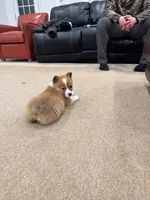 Daisy, a female Pembroke Welsh Corgi for sale in Nappanee, IN – Photo 5 of 7