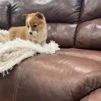 Bonnie, a female Pembroke Welsh Corgi for sale in Nappanee, IN – Photo 4 of 5