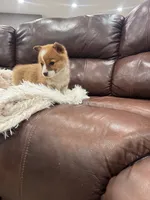 Bonnie, a female Pembroke Welsh Corgi for sale in Nappanee, IN – Photo 4 of 5