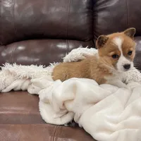 Bonnie, a female Pembroke Welsh Corgi for sale in Nappanee, IN – Photo 2 of 5