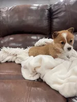 Bonnie, a female Pembroke Welsh Corgi for sale in Nappanee, IN – Photo 2 of 5