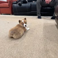 Bonnie, a female Pembroke Welsh Corgi for sale in Nappanee, IN – Photo 5 of 5