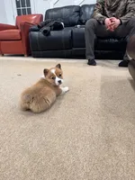 Bonnie, a female Pembroke Welsh Corgi for sale in Nappanee, IN – Photo 5 of 5