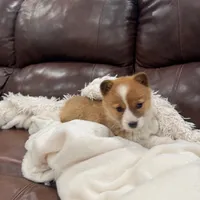 Bonnie, a female Pembroke Welsh Corgi for sale in Nappanee, IN – Photo 1 of 5