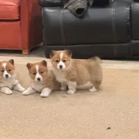 Bonnie, a female Pembroke Welsh Corgi for sale in Nappanee, IN – Photo 3 of 5