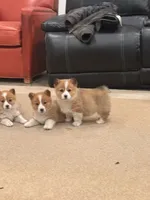 Bonnie, a female Pembroke Welsh Corgi for sale in Nappanee, IN – Photo 3 of 5