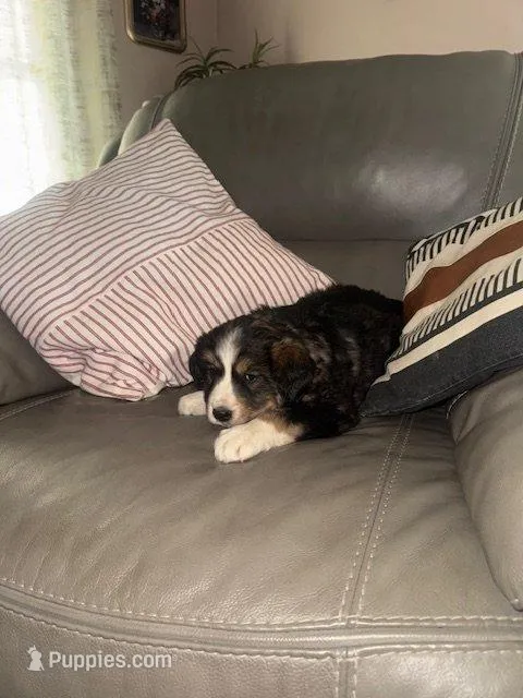 wilbur – Bernese Mountain Dog, Siberian Husky puppy for sale in Nappanee, IN