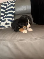 Blue, a male Bernese Mountain Dog and Siberian Husky for sale in Nappanee, IN – Photo 3 of 5