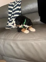 Blue, a male Bernese Mountain Dog and Siberian Husky for sale in Nappanee, IN – Photo 4 of 5
