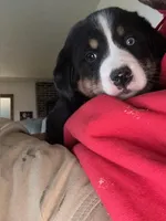 Blue, a male Bernese Mountain Dog and Siberian Husky for sale in Nappanee, IN – Photo 5 of 5