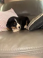 Blue, a male Bernese Mountain Dog and Siberian Husky for sale in Nappanee, IN – Photo 2 of 5