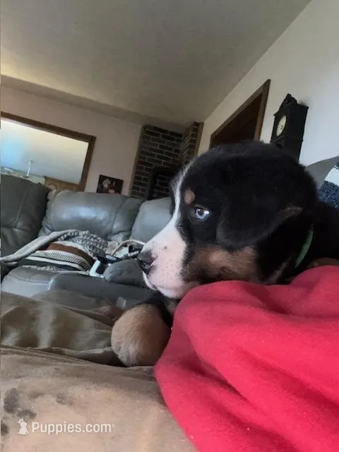 Blue – Bernese Mountain Dog, Siberian Husky puppy for sale in Nappanee, IN