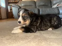 wilbur, a male Bernese Mountain Dog and Siberian Husky for sale in Nappanee, IN – Photo 3 of 5
