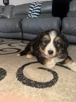 wilbur, a male Bernese Mountain Dog and Siberian Husky for sale in Nappanee, IN – Photo 4 of 5