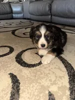 wilbur, a male Bernese Mountain Dog and Siberian Husky for sale in Nappanee, IN – Photo 2 of 5