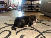 wilbur, a male Bernese Mountain Dog and Siberian Husky for sale in Nappanee, IN – Photo 5 of 5