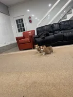 Duke, a male Pembroke Welsh Corgi for sale in Nappanee, IN – Photo 4 of 6