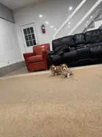 Duke, a male Pembroke Welsh Corgi for sale in Nappanee, IN – Photo 3 of 6