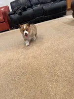 Duke, a male Pembroke Welsh Corgi for sale in Nappanee, IN – Photo 2 of 6