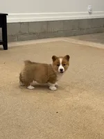 Duke, a male Pembroke Welsh Corgi for sale in Nappanee, IN – Photo 1 of 6