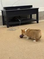 Duke, a male Pembroke Welsh Corgi for sale in Nappanee, IN – Photo 5 of 6