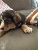 Maggy, a female Bernese Mountain Dog and Siberian Husky for sale in Nappanee, IN – Photo 2 of 4