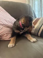 Maggy, a female Bernese Mountain Dog and Siberian Husky for sale in Nappanee, IN – Photo 3 of 4