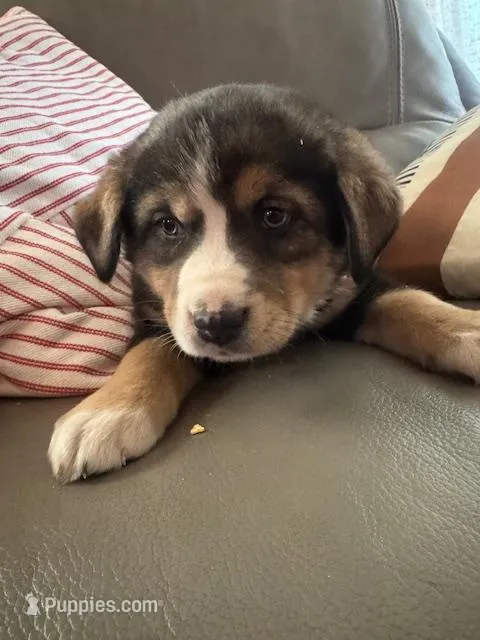 Maggy – Bernese Mountain Dog, Siberian Husky puppy for sale in Nappanee, IN