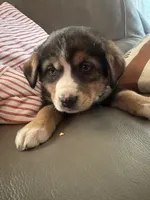 Maggy, a female Bernese Mountain Dog and Siberian Husky for sale in Nappanee, IN – Photo 1 of 4