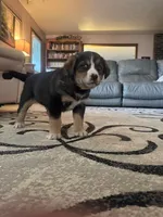 Maggy, a female Bernese Mountain Dog and Siberian Husky for sale in Nappanee, IN – Photo 4 of 4