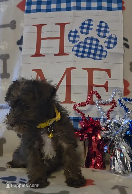 Carmen – Miniature Schnauzer puppy for sale in Gaffney, SC