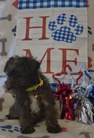 Carmen, a female Miniature Schnauzer for sale in Gaffney, SC – 1 of 4