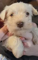 Charlie, a male Miniature Schnauzer for sale in Gaffney, SC – 2 of 4