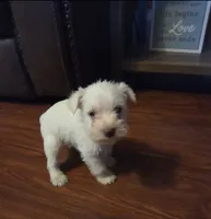 Charlie, a male Miniature Schnauzer for sale in Gaffney, SC – 1 of 4