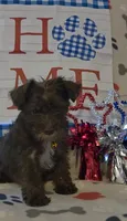 Carmen, a female Miniature Schnauzer for sale in Gaffney, SC – 3 of 4