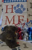 Carmen, a female Miniature Schnauzer for sale in Gaffney, SC – 2 of 4