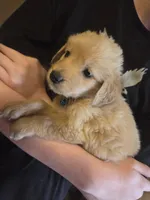 Jake , a male Golden Retriever for sale in Gaffney, SC – Photo 2 of 2