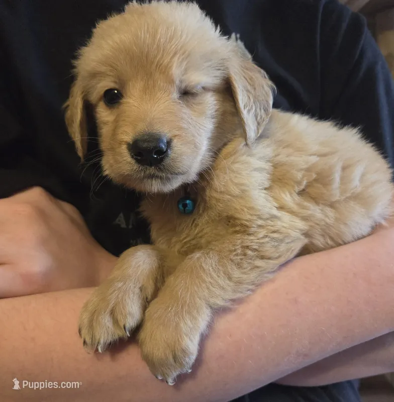Jake  – Golden Retriever puppy on hold in Gaffney, SC